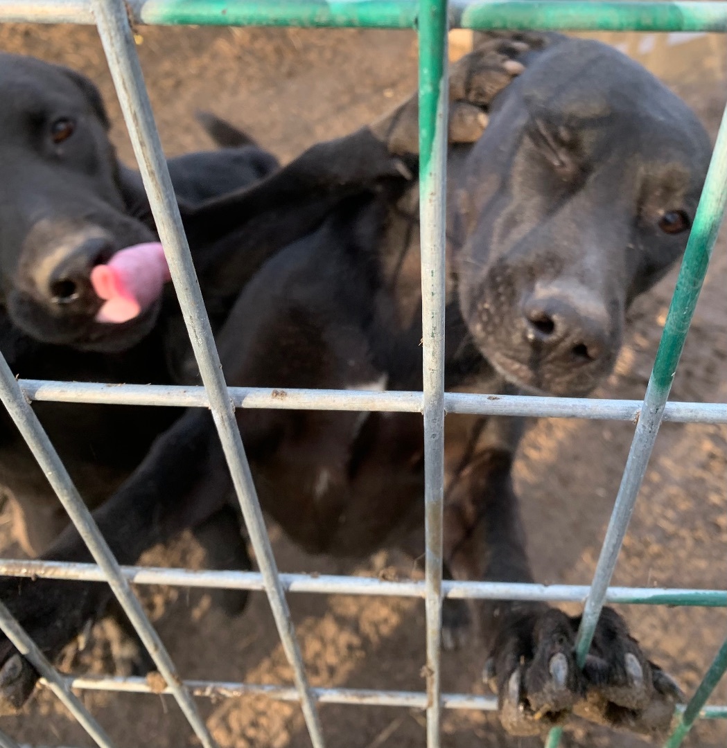 Enlarge Tiny dancer, a Adoptable mixed breed in Anna, TX image 4/12