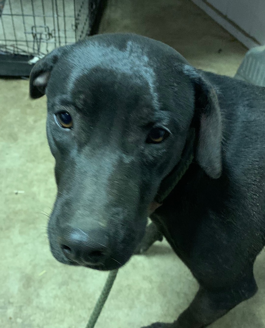 Enlarge Tiny dancer, a Adoptable mixed breed in Anna, TX image 5/12