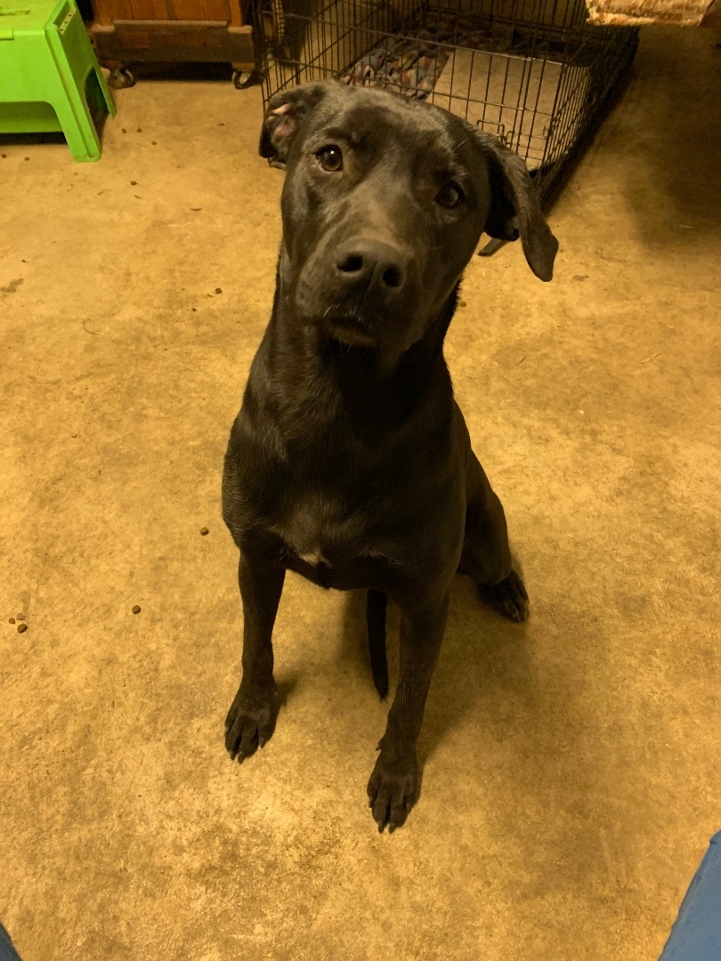 Enlarge Tiny dancer, a Adoptable mixed breed in Anna, TX image 6/12