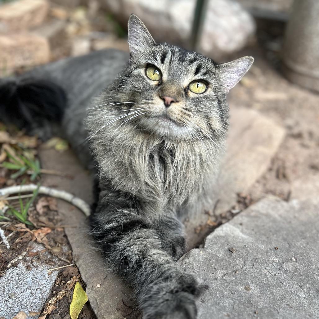 Enlarge T.J., a Adoptable Domestic Long Hair in Grand Junction, CO image 1/5