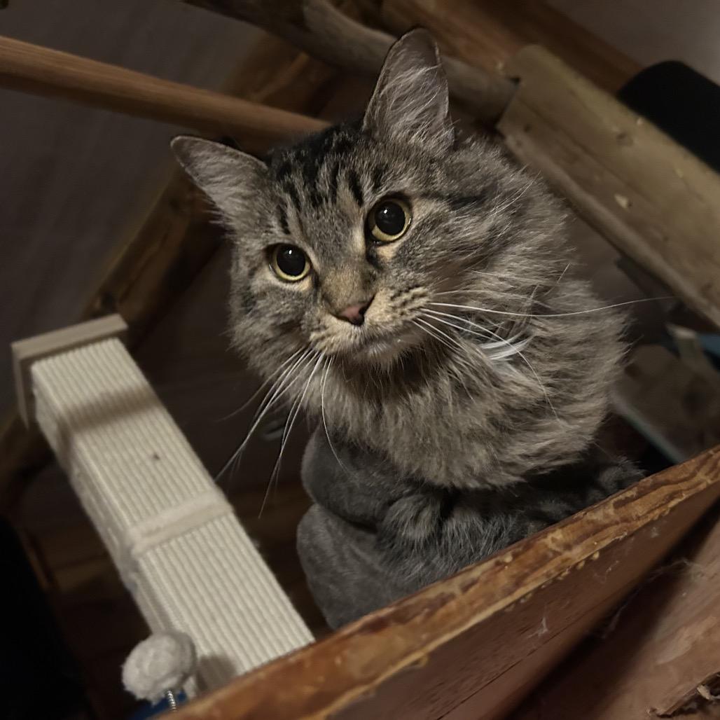 T.J., Adoptable, Senior Female Domestic Long Hair.