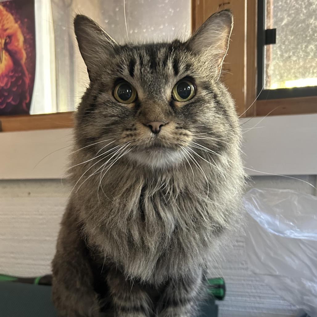 Enlarge T.J., a Adoptable Domestic Long Hair in Grand Junction, CO image 2/5