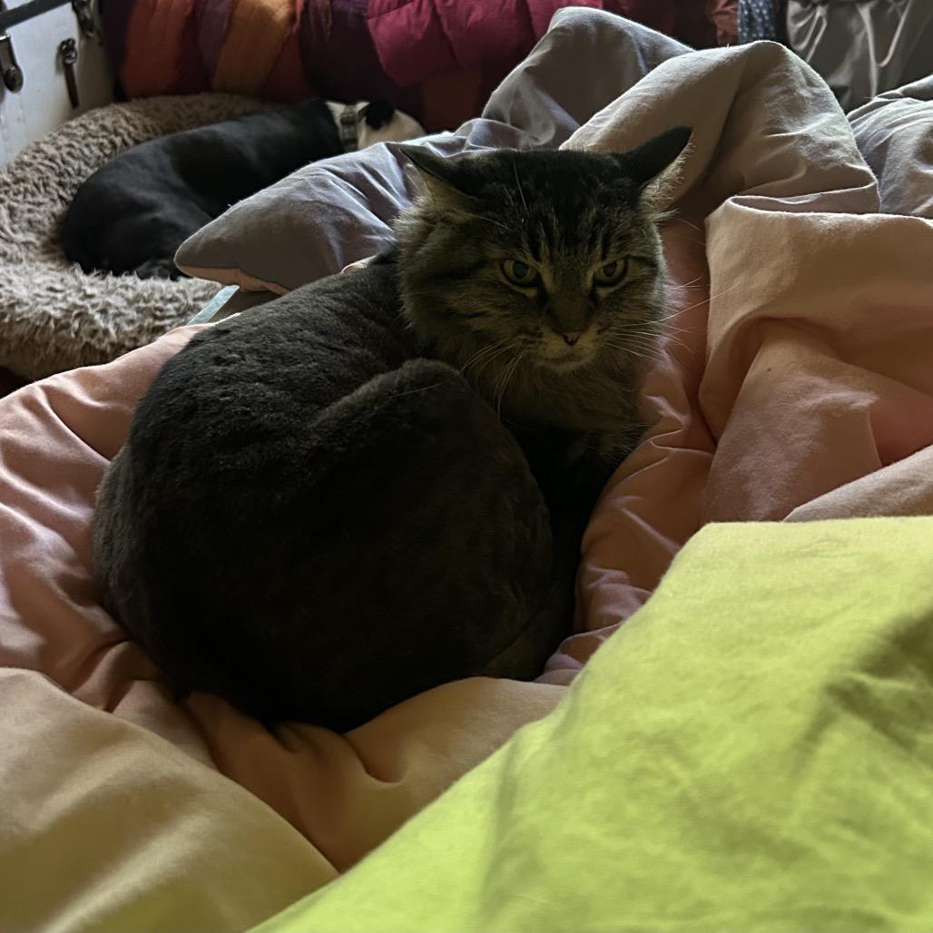 Enlarge T.J., a Adoptable Domestic Long Hair in Grand Junction, CO image 3/5