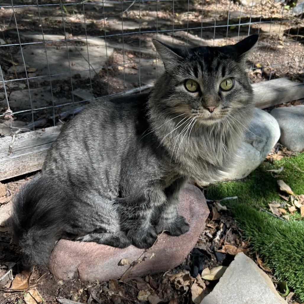 Enlarge T.J., a Adoptable Domestic Long Hair in Grand Junction, CO image 4/5