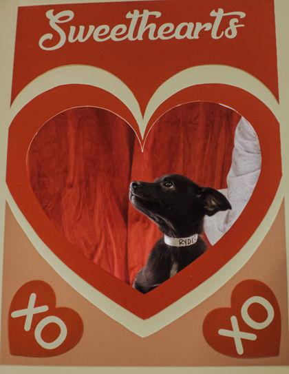 Enlarge Ryder, a Adoptable mixed breed in Elmira, NY image 2/2