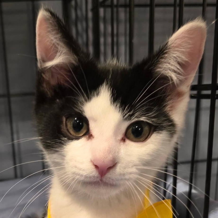 Enlarge Moody Meatball, a Adoptable mixed breed in Richmond, VA image 2/6