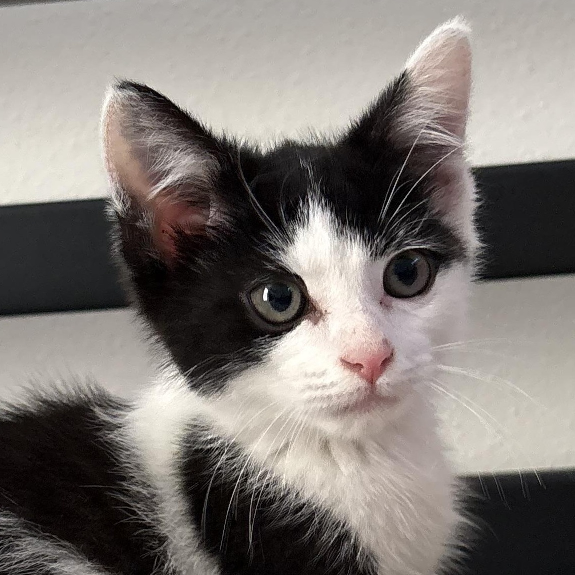 Moody Meatball, Adoptable, Kitten Male Domestic Short Hair.
