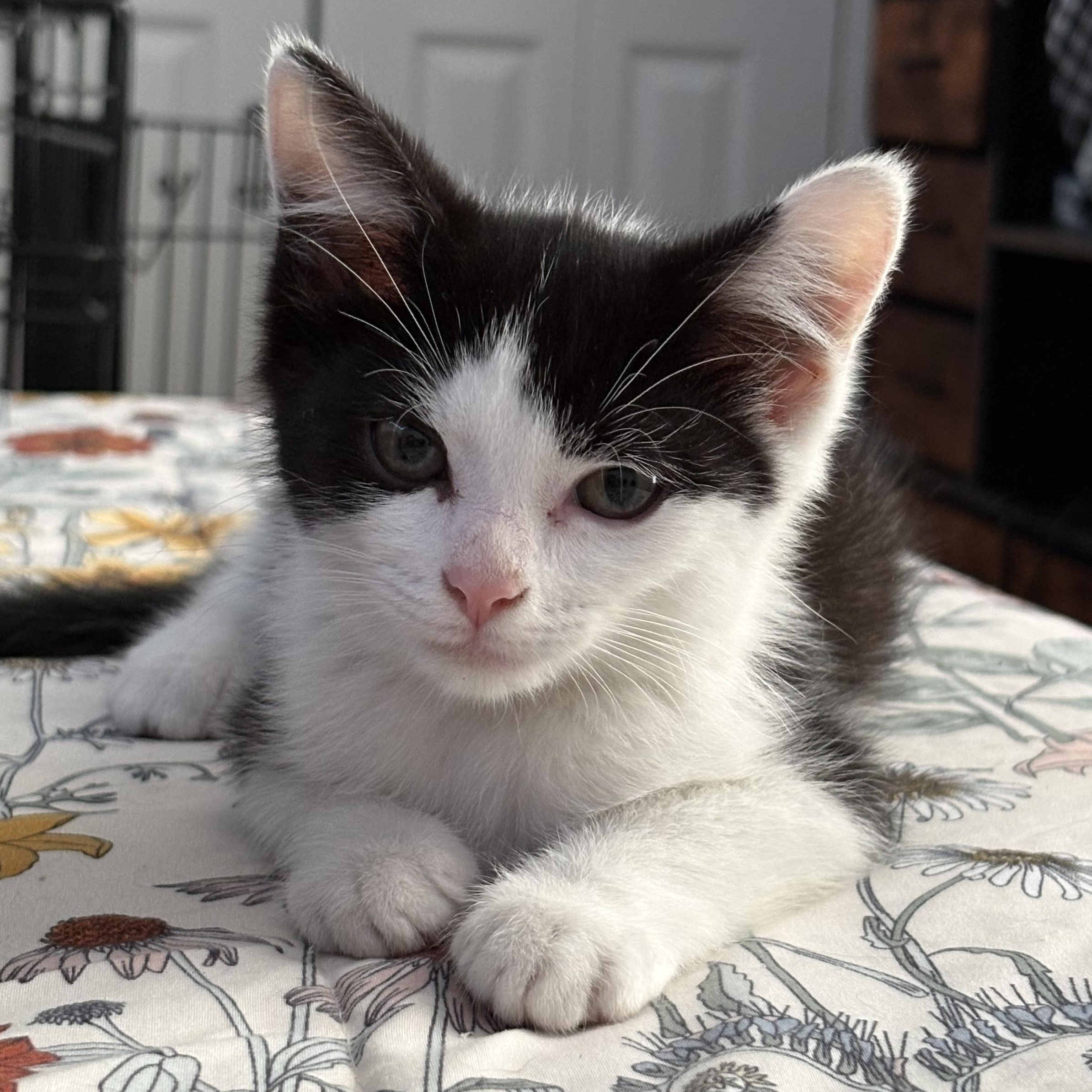 Enlarge Moody Meatball, a Adoptable mixed breed in Richmond, VA image 4/6