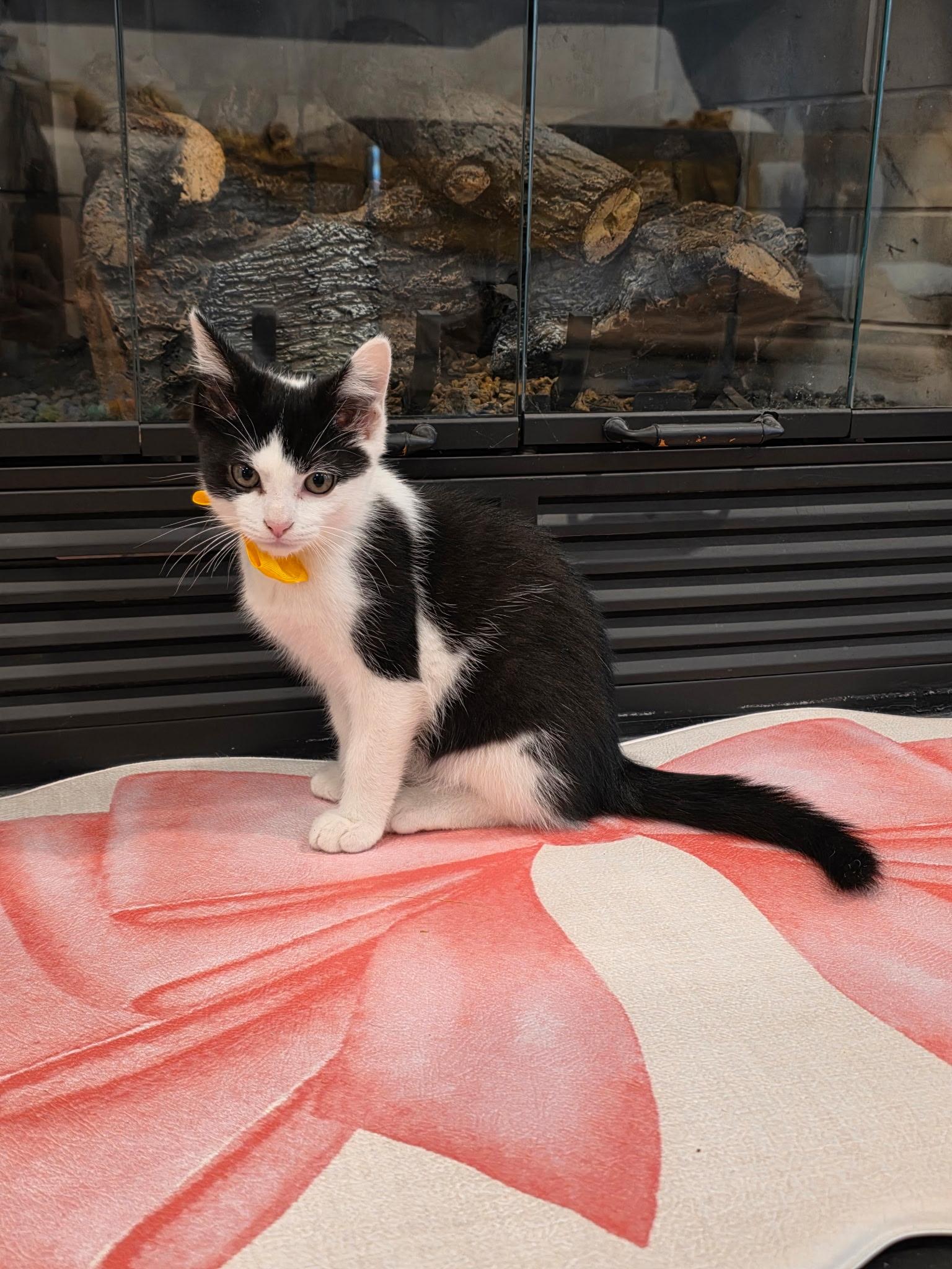 Enlarge Moody Meatball, a Adoptable mixed breed in Richmond, VA image 6/6