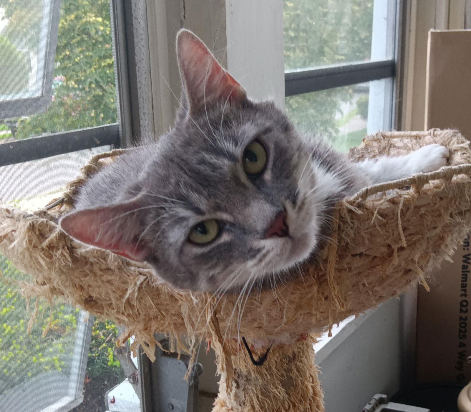 Enlarge Kyndra, a Adoptable Domestic Short Hair in Naugatuck, CT image 1/3