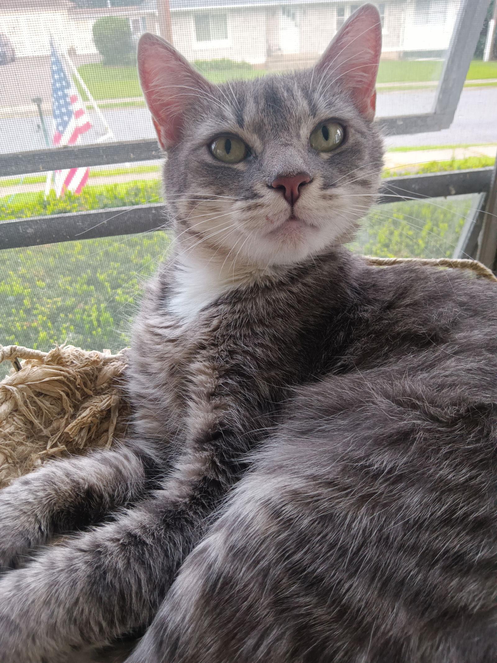 Enlarge Kyndra, a Adoptable Domestic Short Hair in Naugatuck, CT image 2/3