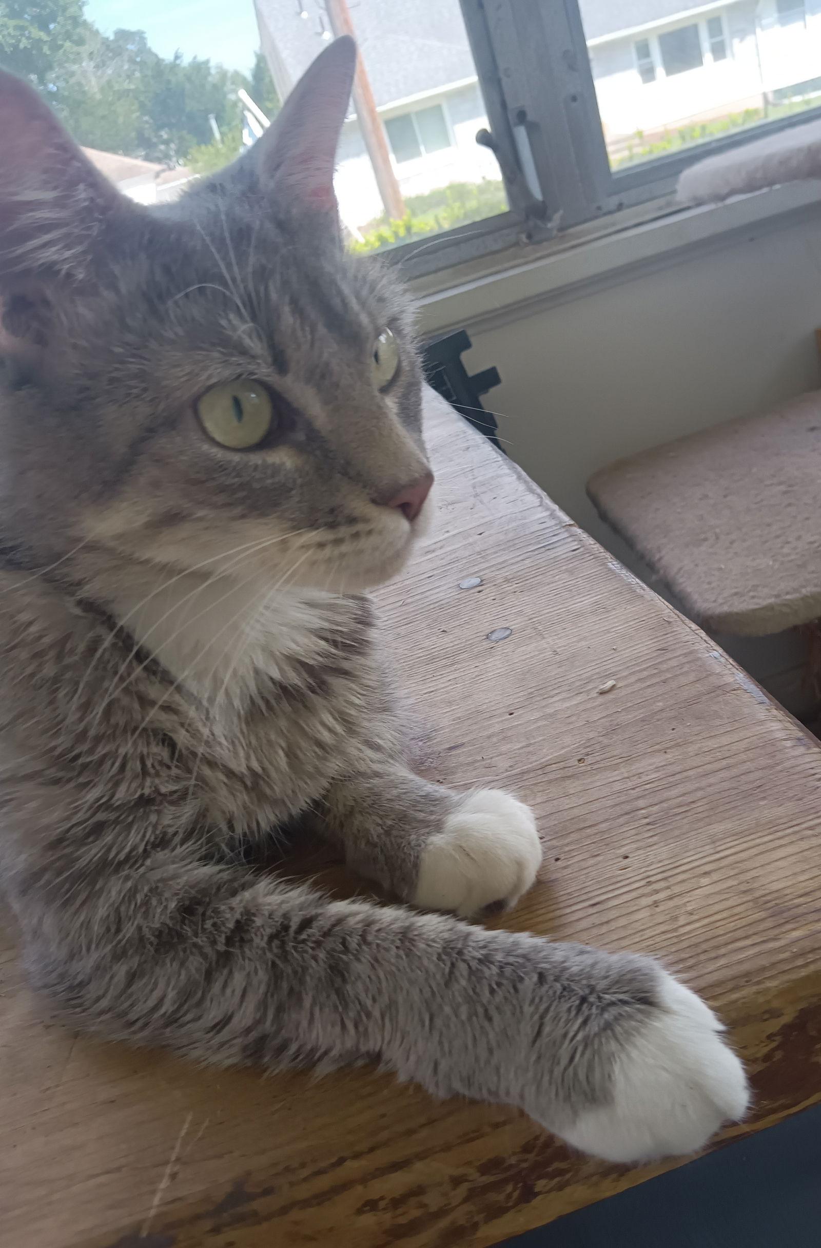 Enlarge Kyndra, a Adoptable Domestic Short Hair in Naugatuck, CT image 3/3