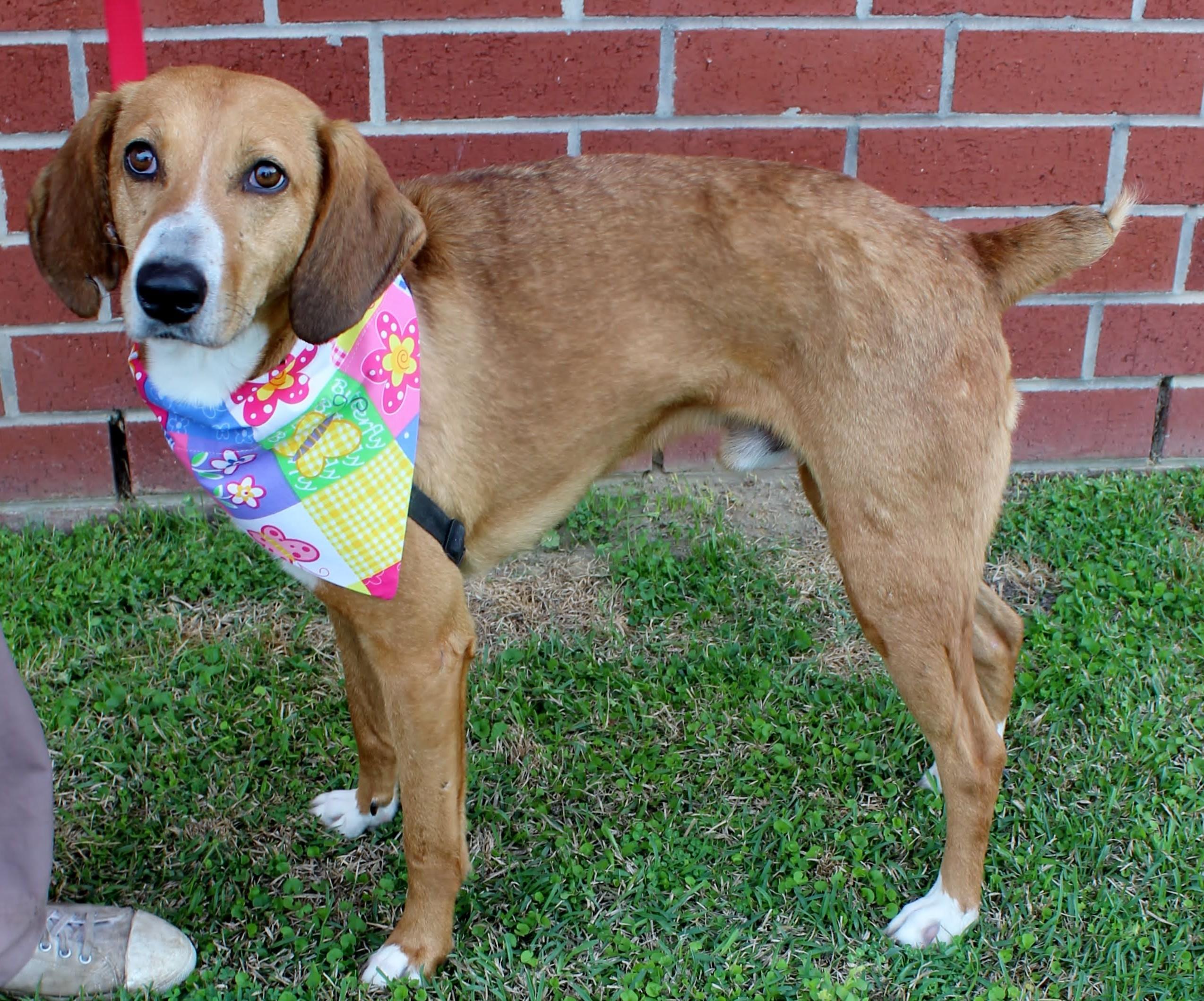 Jax, ADOPTABLE, Adult Male Foxhound.