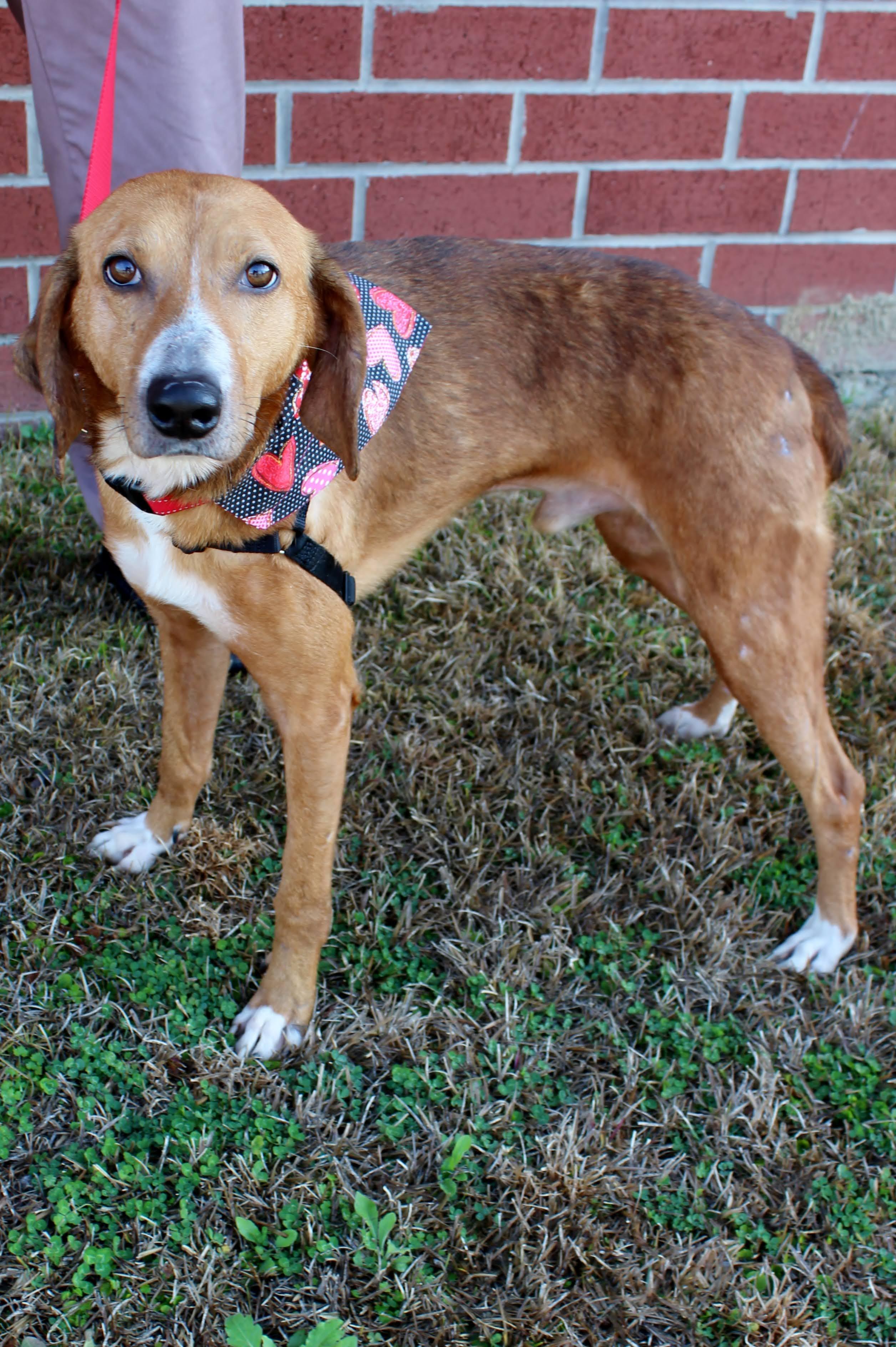 Jax, ADOPTABLE, Adult Male Foxhound.
