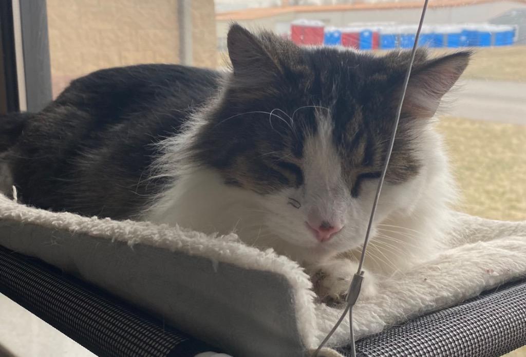 McGonagal, Adoptable, Senior Female Domestic Long Hair.