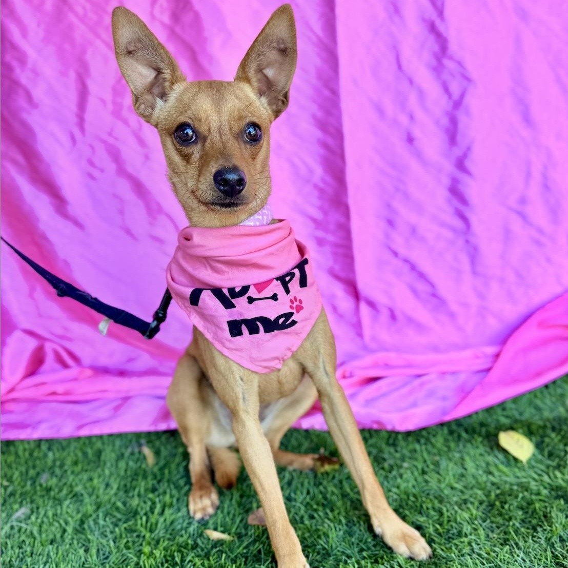 Enlarge RUBY, a Adoptable mixed breed in Rowland Heights, CA image 6/6