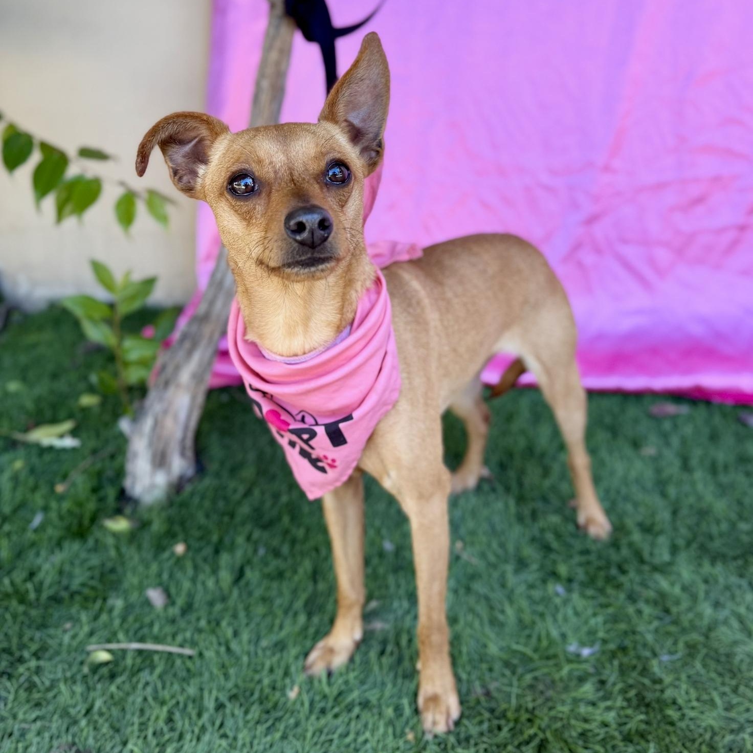 RUBY, a Adoptable mixed breed in Rowland Heights, CA image 2/6