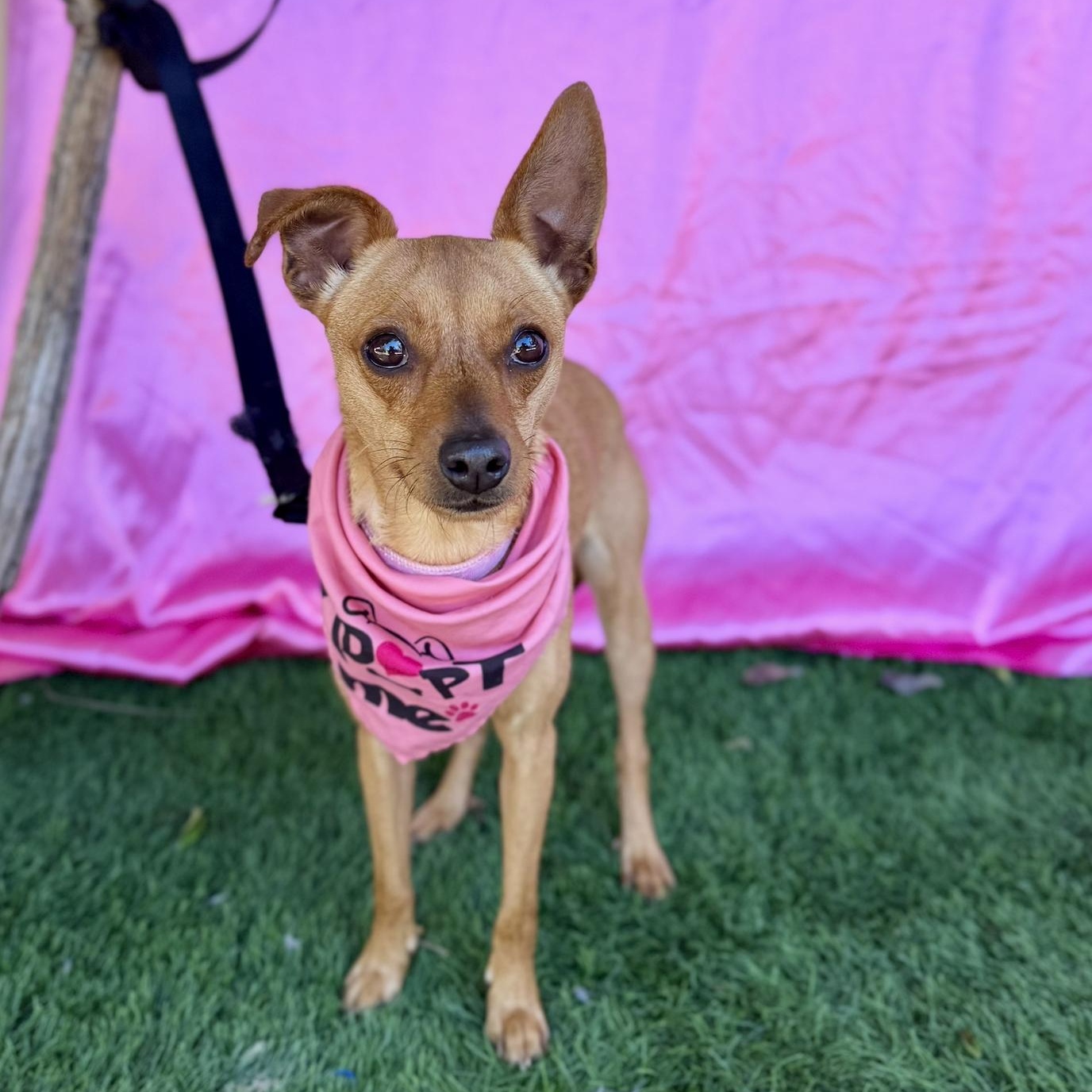 RUBY, a Adoptable mixed breed in Rowland Heights, CA image 4/6