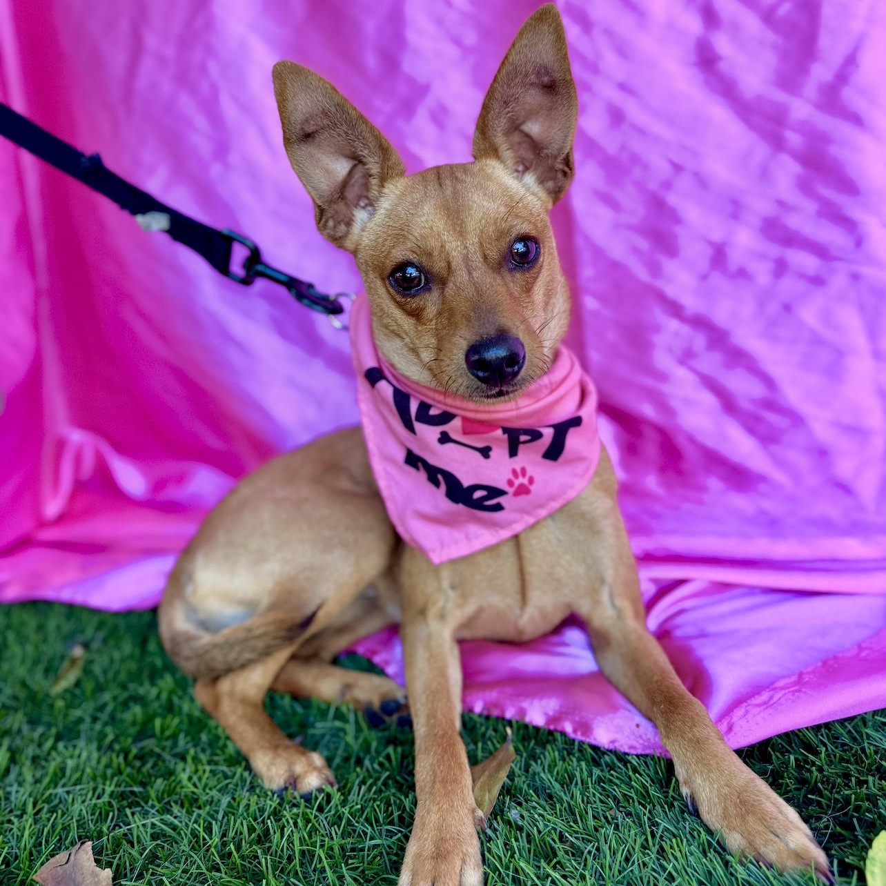 Enlarge RUBY, a Adoptable mixed breed in Rowland Heights, CA image 3/6