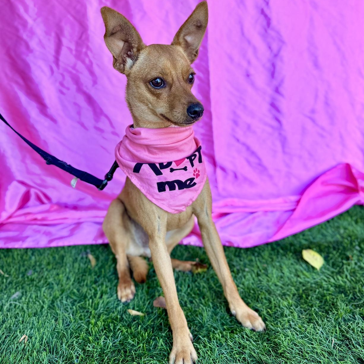 Enlarge RUBY, a Adoptable mixed breed in Rowland Heights, CA image 5/6