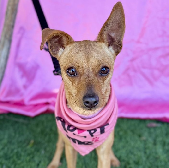 RUBY, Adoptable, Young Female Miniature Pinscher.
