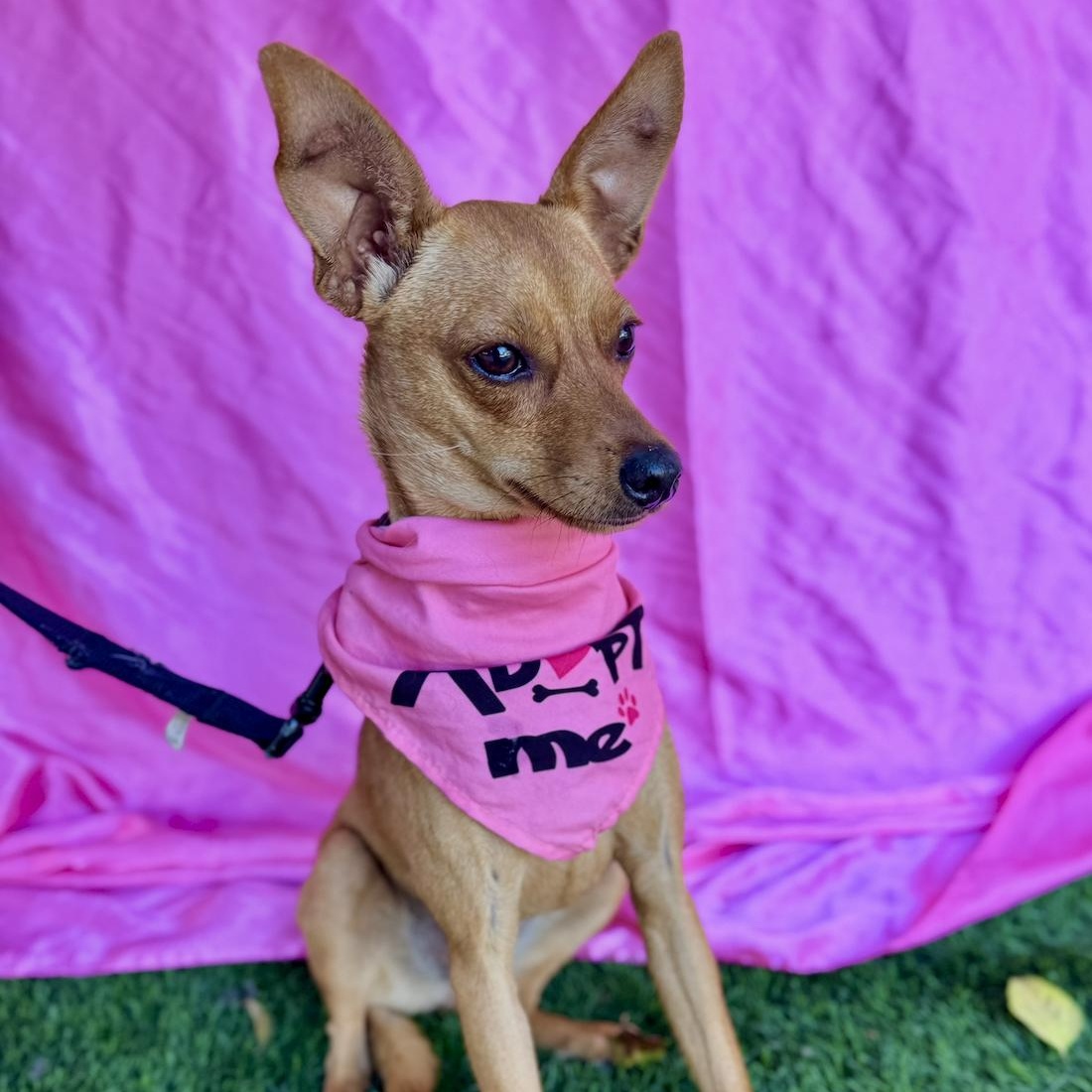 Enlarge RUBY, a Adoptable mixed breed in Rowland Heights, CA image 4/6