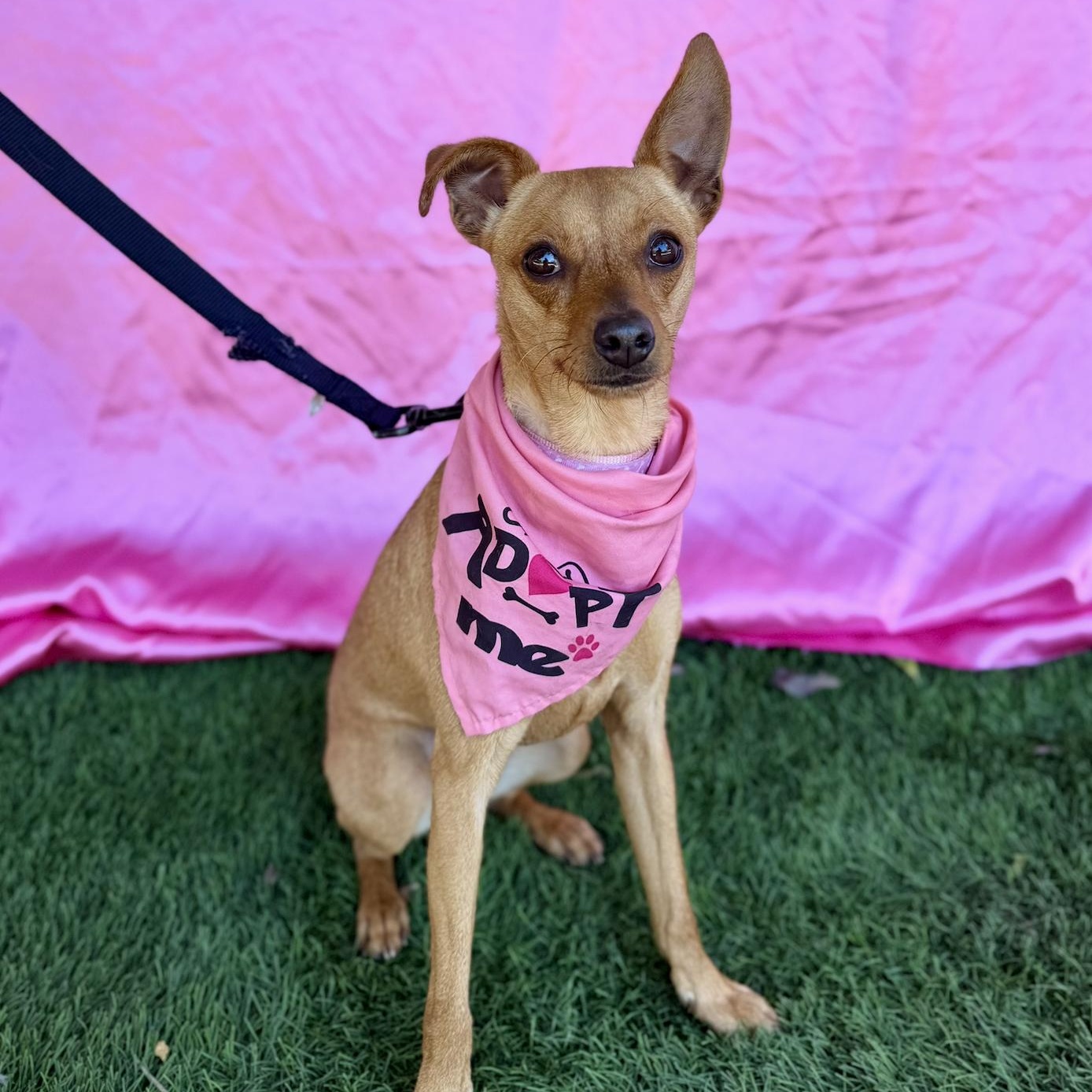 RUBY, a Adoptable mixed breed in Rowland Heights, CA image 5/6