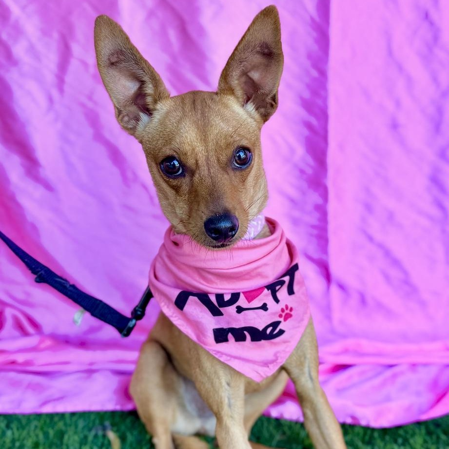 Enlarge RUBY, a Adoptable mixed breed in Rowland Heights, CA image 1/6