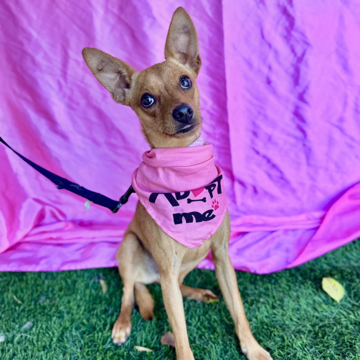 Enlarge RUBY, a Adoptable mixed breed in Rowland Heights, CA image 2/6