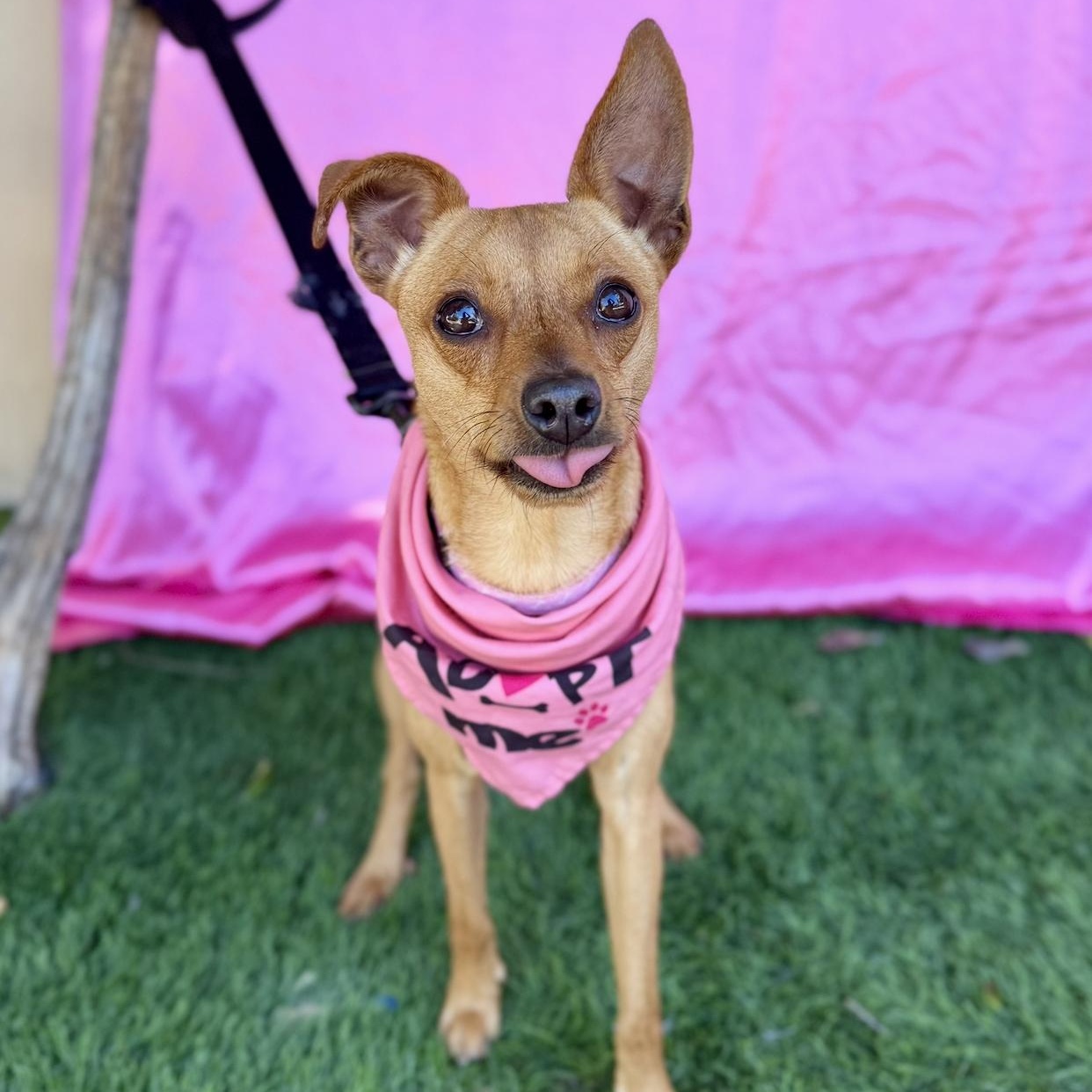 RUBY, a Adoptable mixed breed in Rowland Heights, CA image 6/6