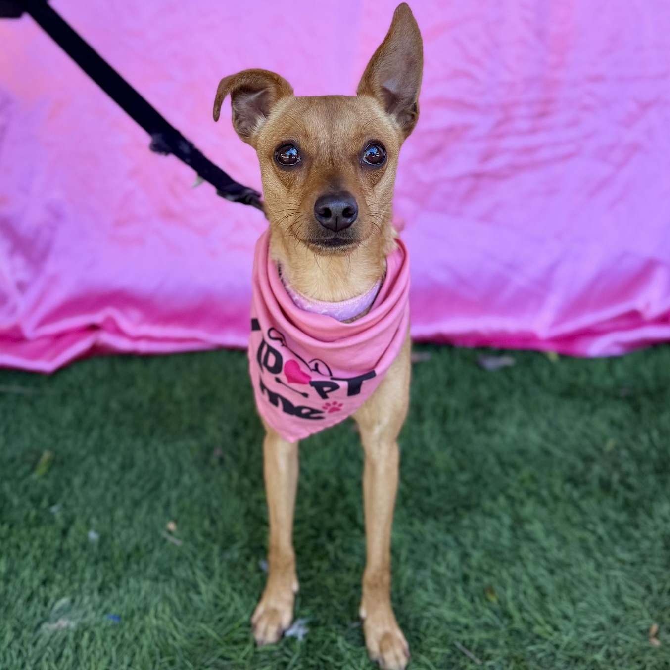 RUBY, a Adoptable mixed breed in Rowland Heights, CA image 3/6
