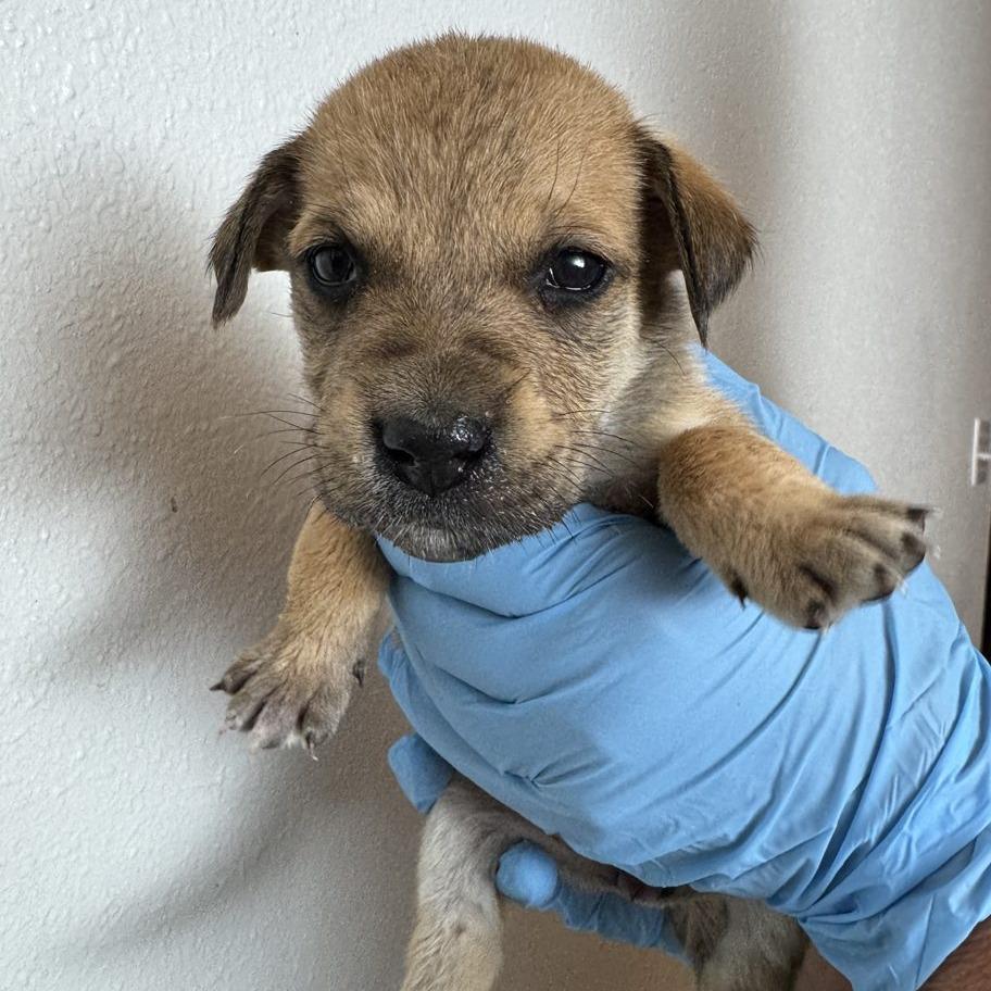 Lola (FTF Only), Adoptable, Puppy Female Mixed Breed.