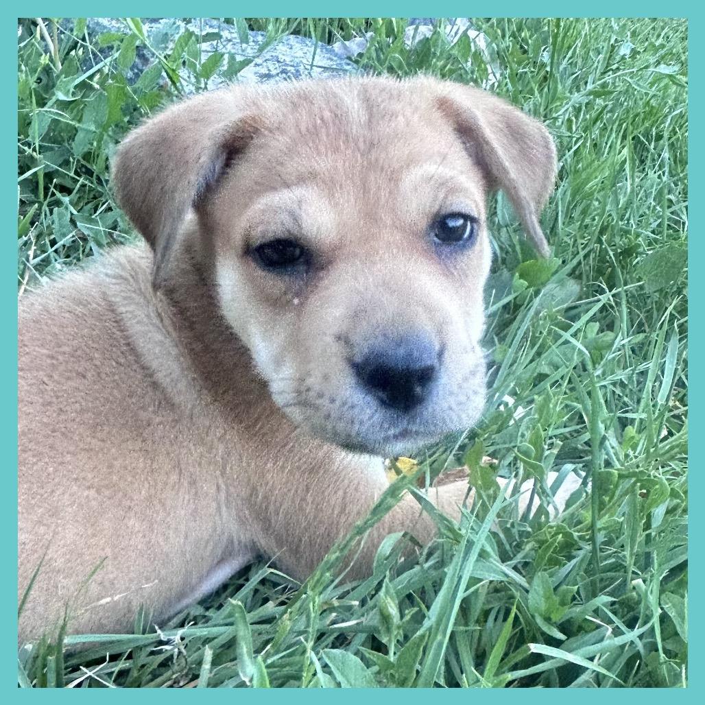 Lola (FTF Only), a Adoptable Mixed Breed in Laramie, WY image 2/6