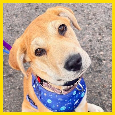 Enlarge Lola (FTF Only), a Adoptable Mixed Breed in Laramie, WY image 3/6