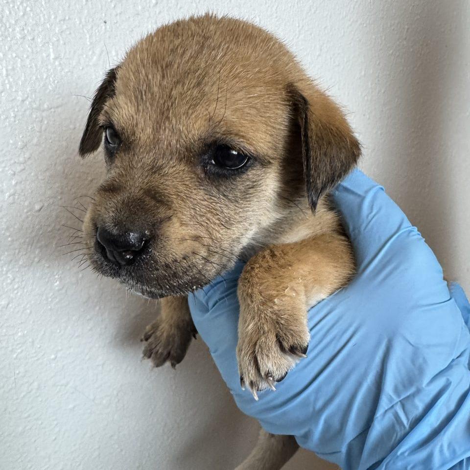 Lola (FTF Only), a Adoptable Mixed Breed in Laramie, WY image 3/6