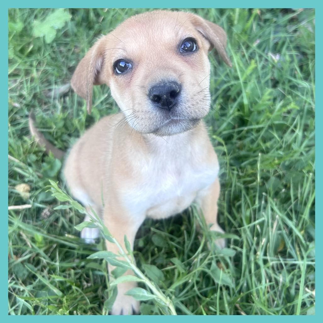 Lola (FTF Only), a Adoptable Mixed Breed in Laramie, WY image 4/6