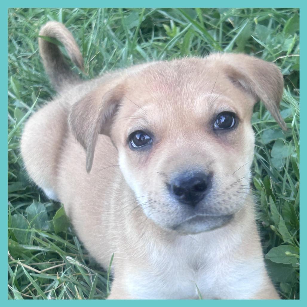 Lola (FTF Only), a Adoptable Mixed Breed in Laramie, WY image 5/6
