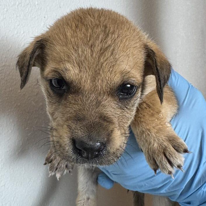 Lola (FTF Only), a Adoptable Mixed Breed in Laramie, WY image 6/6