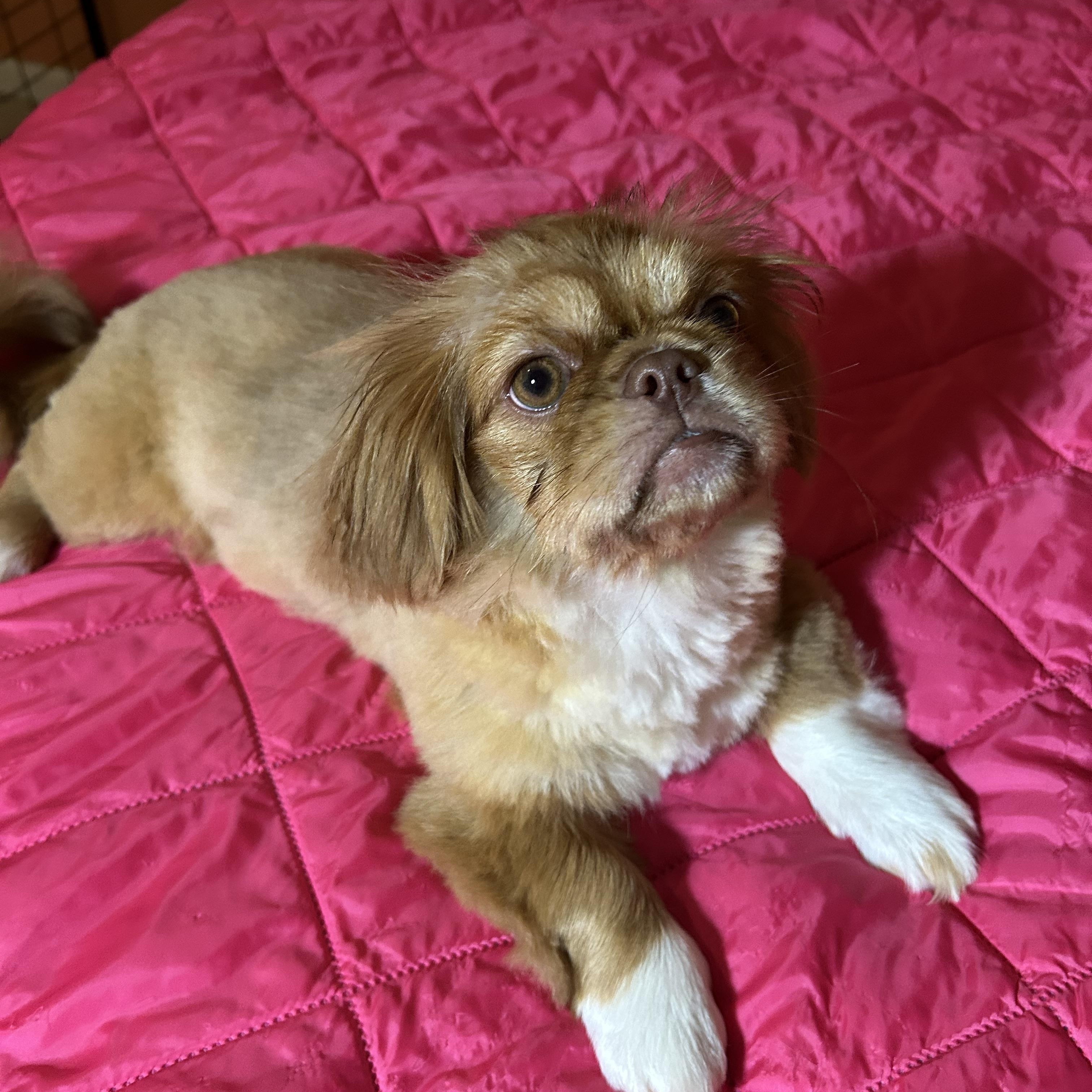 Meridith, adopted, Puppy Female Pekingese.