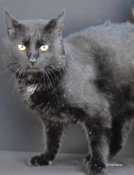 Biggie, adopted, Adult Male Domestic Short Hair.