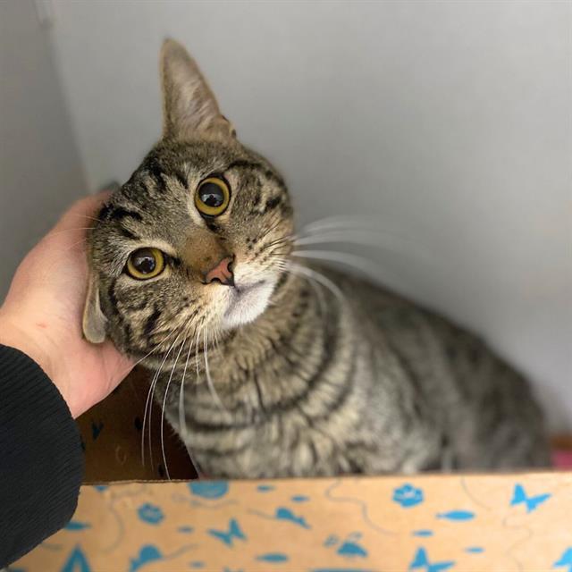 WILLOW, Adoptable, Young Male Domestic Short Hair.