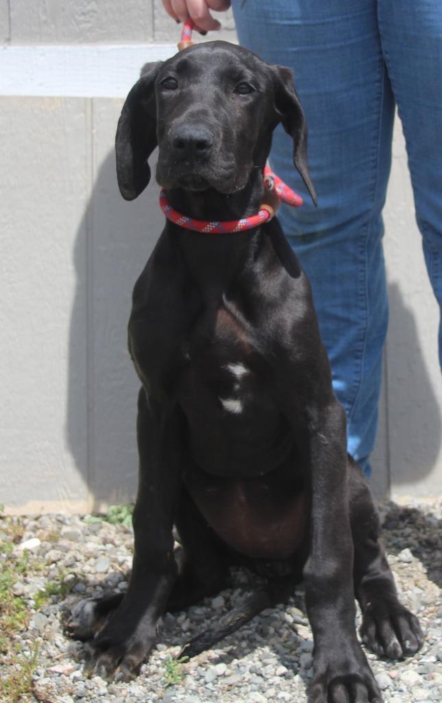 Enlarge Eclair, a Adoptable mixed breed in Vacaville, CA image 1/1