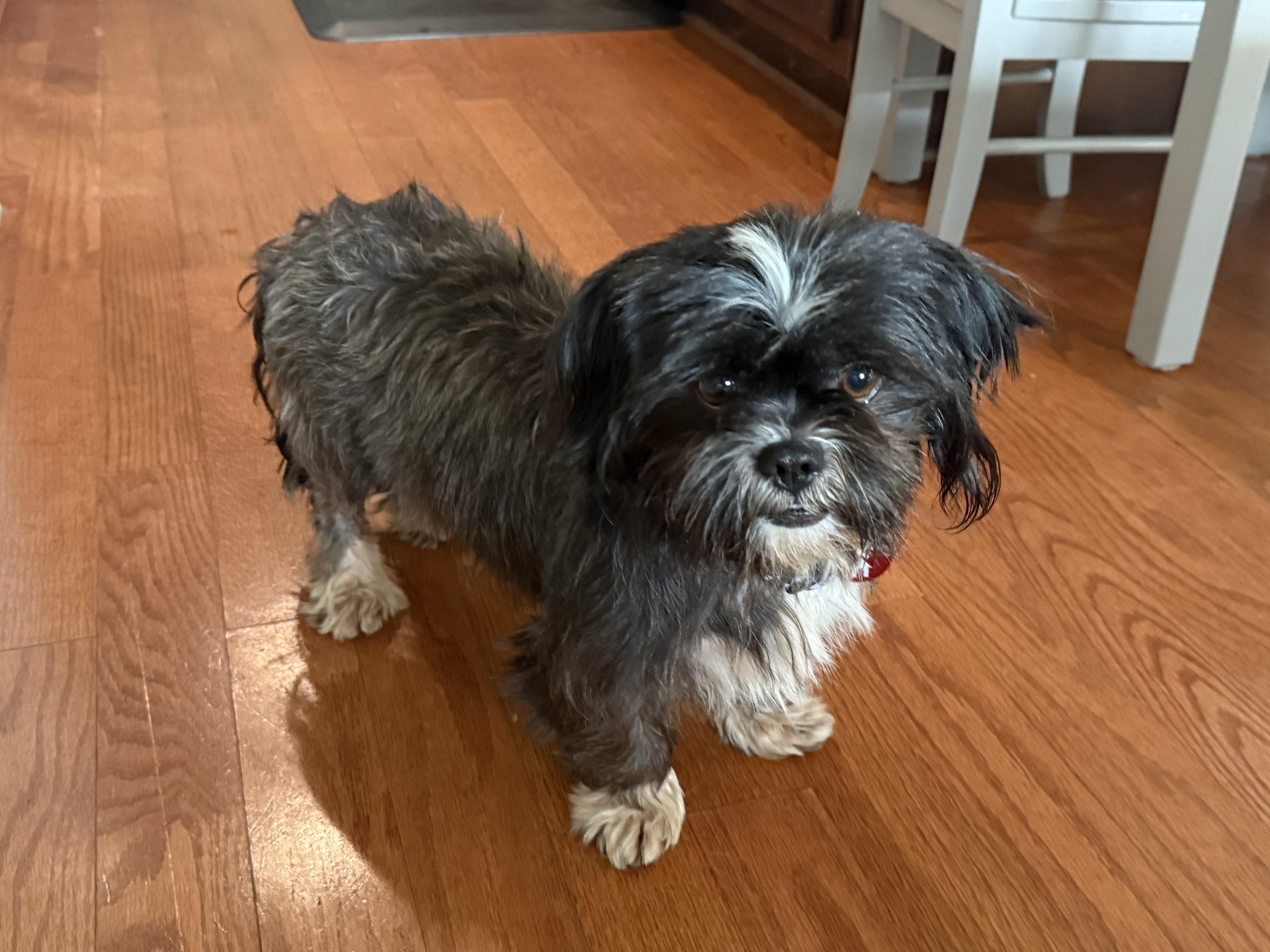 Enlarge Mochi, a Adoptable Shih Tzu in Dale, TX image 4/5