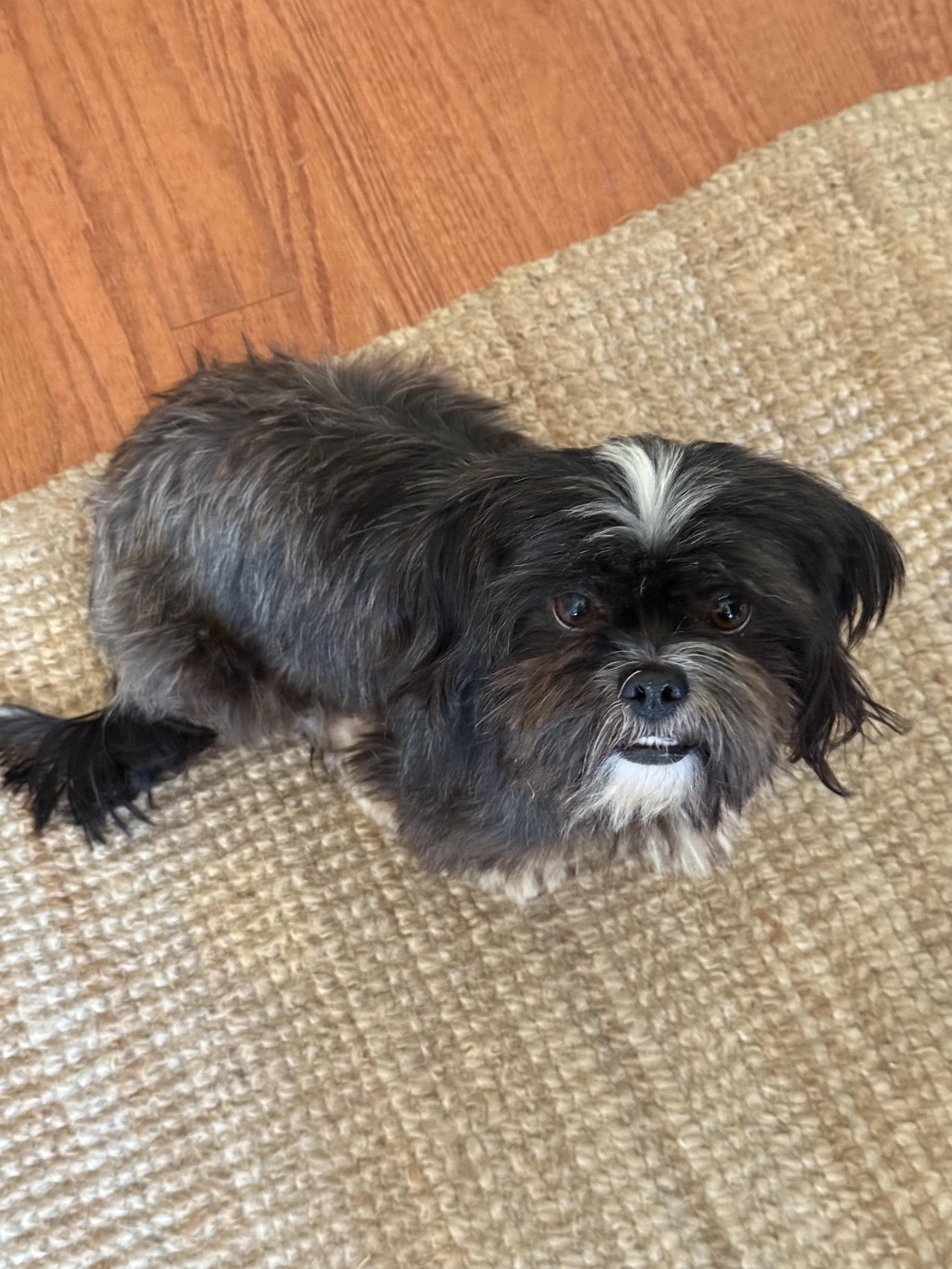 Enlarge Mochi, a Adoptable Shih Tzu in Dale, TX image 2/5