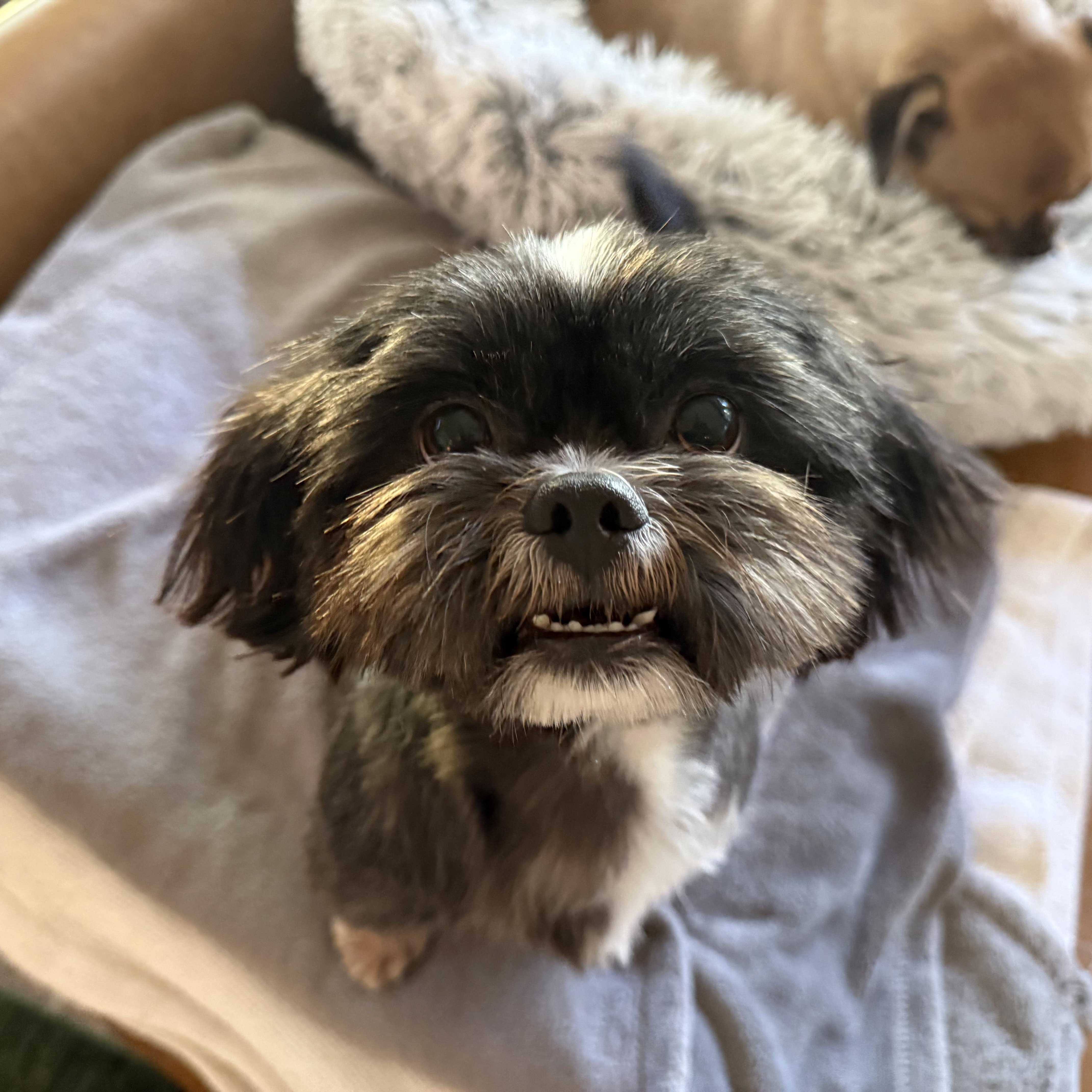 Mochi, Adoptable, Young Female Shih Tzu.