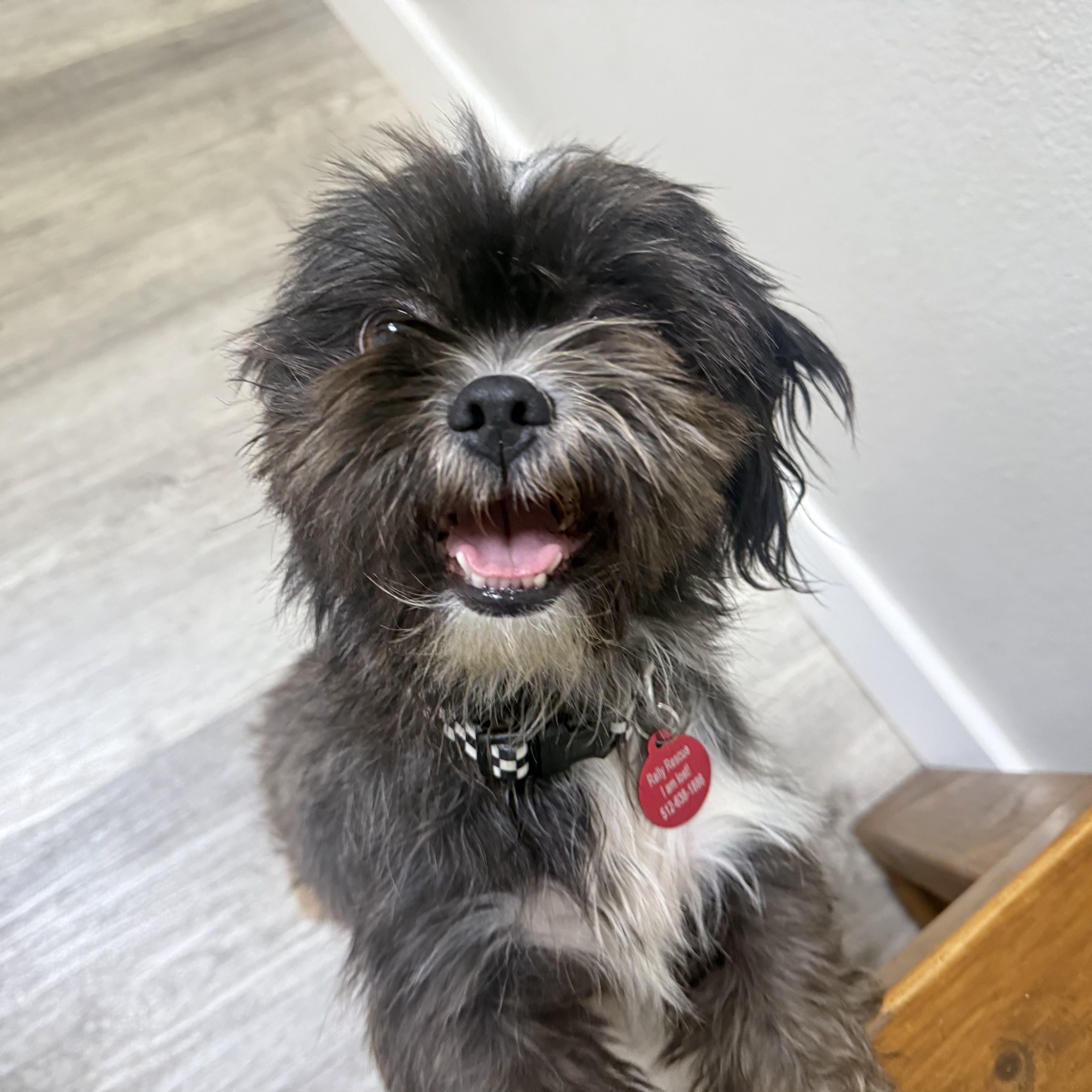 Enlarge Mochi, a Adoptable Shih Tzu in Dale, TX image 3/5