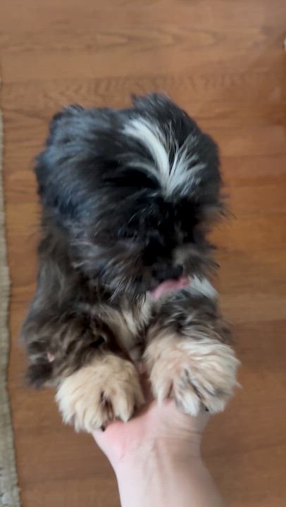 Enlarge Mochi, a Adoptable Shih Tzu in Dale, TX video 5/5