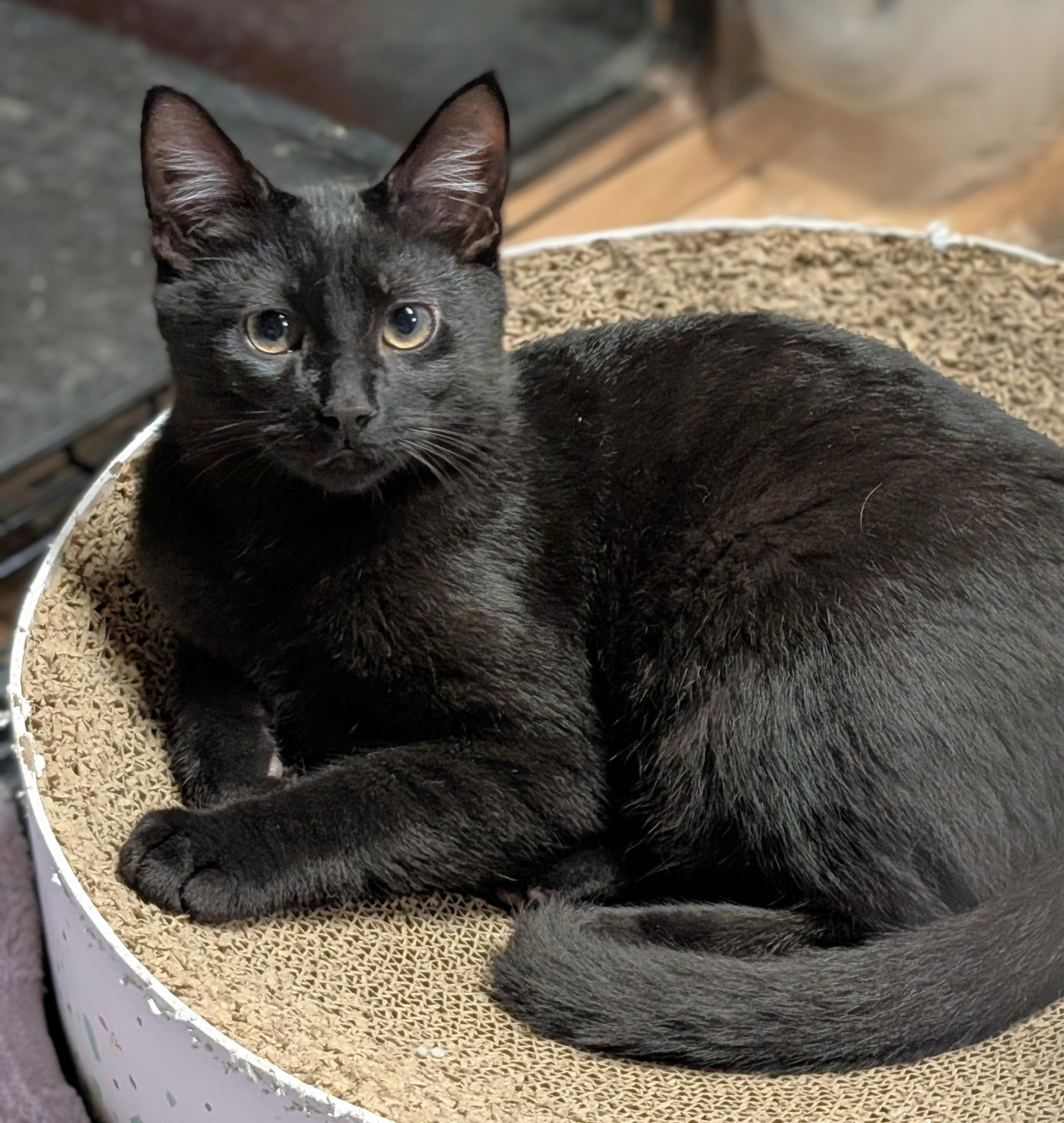 Enlarge Pepper, a Adoptable American Shorthair in San Diego, CA image 4/4