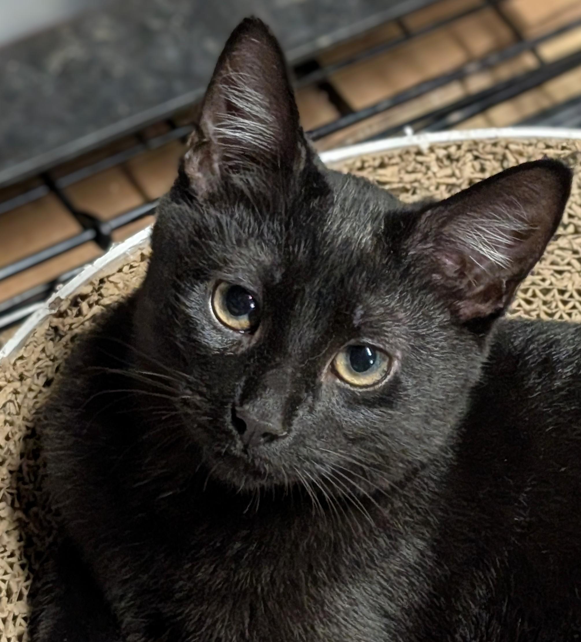 Enlarge Pepper, a Adoptable American Shorthair in San Diego, CA image 1/4