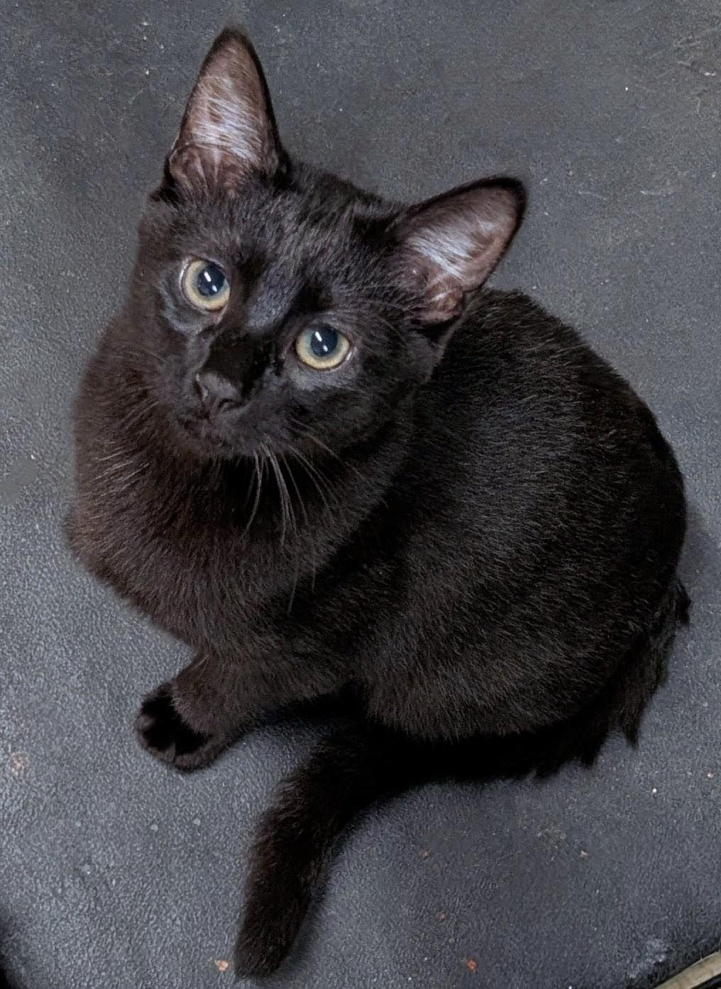 Enlarge Pepper, a Adoptable American Shorthair in San Diego, CA image 2/4